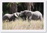 14SerengetiDayGameDrive - 184 * Two young elephants playing at trunk wrestling.